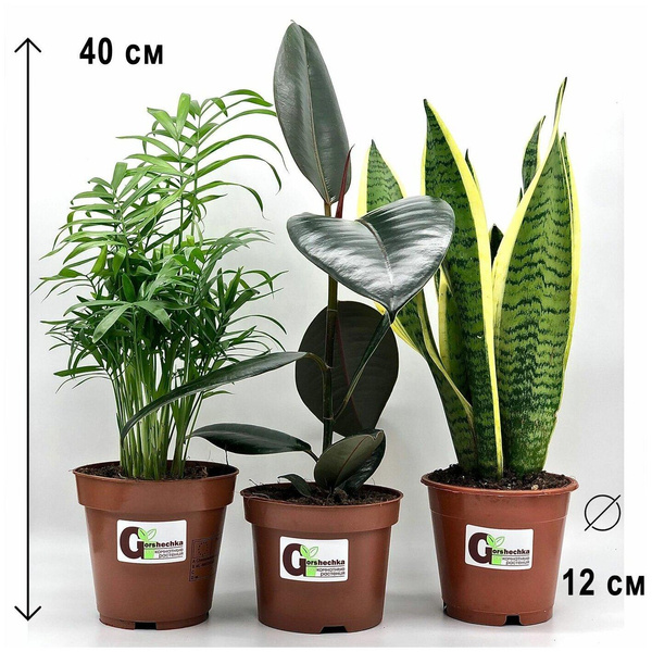 Набор из трех комнатных растений: Хамедорея, Фикус Эластика, Сансевиерия Лауренти