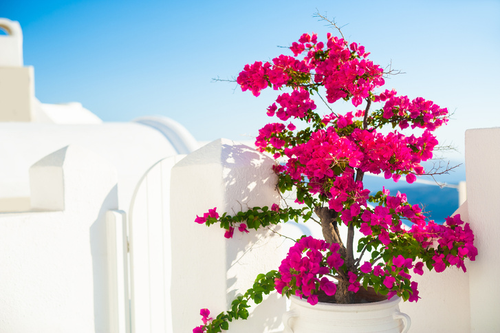 8 модных средиземноморских растений для балконов и террас