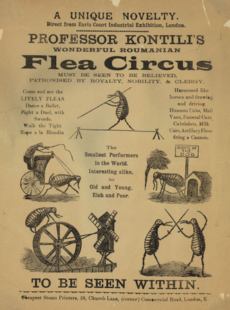Секреты дрессировки: блошиные цирки, лягушачьи состязания и слоны-художники