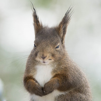 Аватарка Mrak