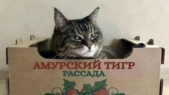 19 картинок недели и как арестовать змею