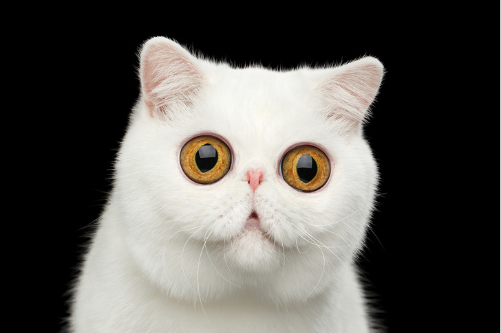 Фото №1 - Тест: Нейросеть научилась генерировать котиков. Сможешь отличить их от настоящих?