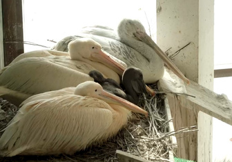 Уже ест рыбу сам: Московский зоопарк впервые показал птенца розовых пеликанов