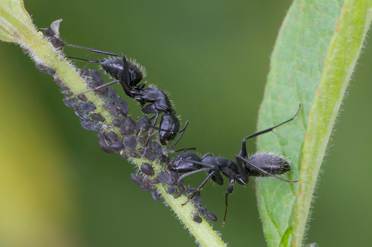 Одна голова на всех: ученые сравнили колонию муравьев с нейросетью