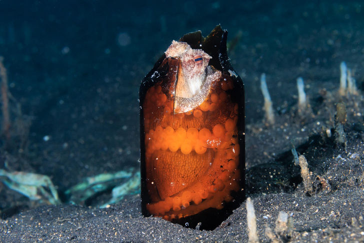 Ракушки забрали туристы: осьминоги все чаще селятся в пустых бутылках и пакетах