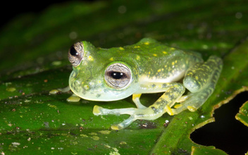 У ручья раздавалось загадочное тиканье: в горах Колумбии открыли новый вид прозрачных лягушек