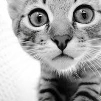 Аватарка Versalskaja