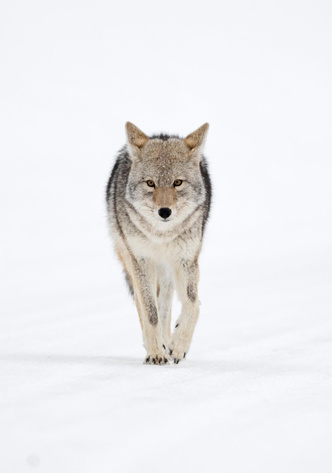 Непобедимый волк-обманщик: как хитрый и осторожный койот смог пережить нашествие человека