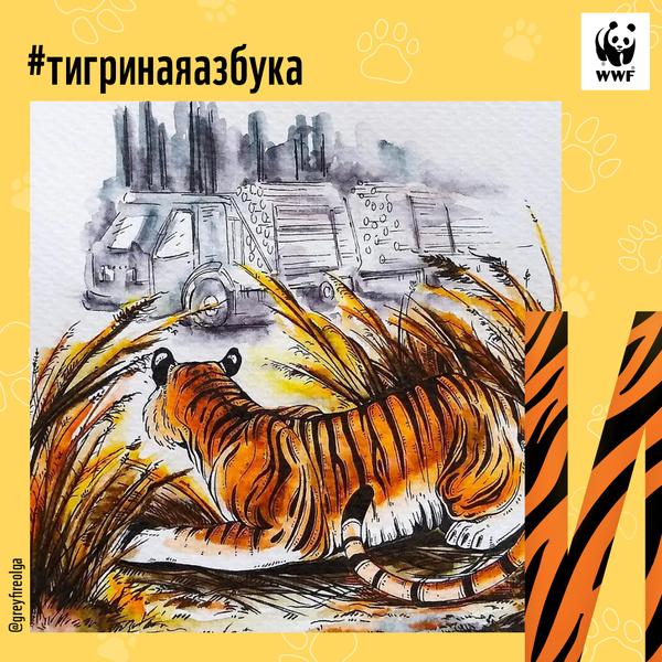Фото №10 - Тигры от А до Я: WWF России и Woman.ru выпустили карточки об амурском тигре