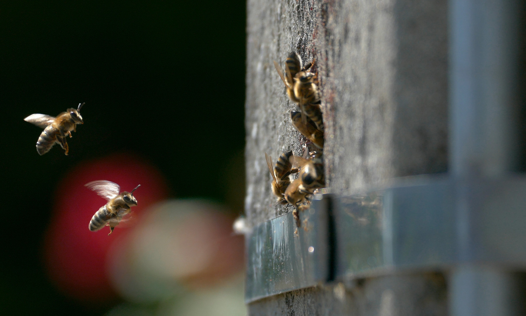 Ученые выяснили, остались ли в дикой природе Европы медоносные пчелы