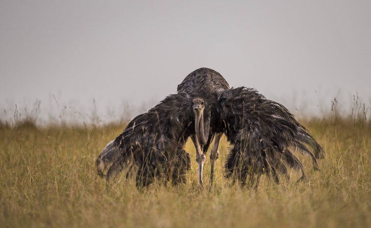 Сила и сообразительность: правда и мифы о страусах