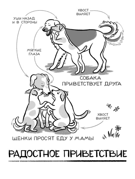 Как понять собаку: 4 тайных жеста, которые делает каждый пес