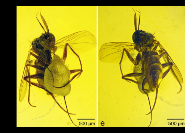 Конфетно-букетный период: в доисторическом янтаре впервые нашли самца мухи с подарком для избранницы