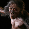 userpic__Australopithecus afarensis