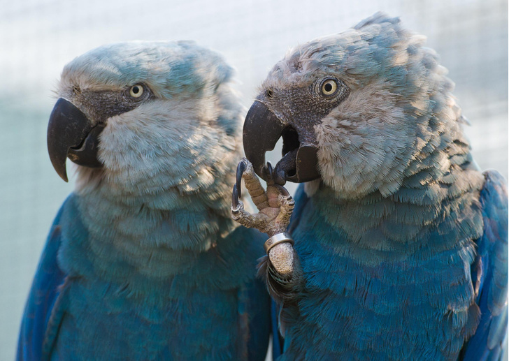 Назад в джунгли: вымершие голубые ара начали возвращаться в дикую природу