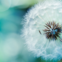 Аватарка spring