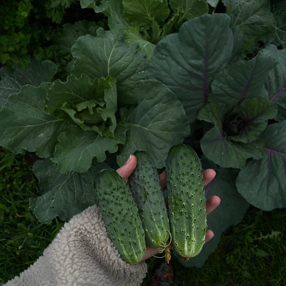 Когда сажать огурцы на рассаду в 2025 году | Источник: Marina Leonova/Pexels