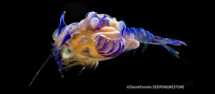 В водах Мексиканского залива обнаружены странные существа