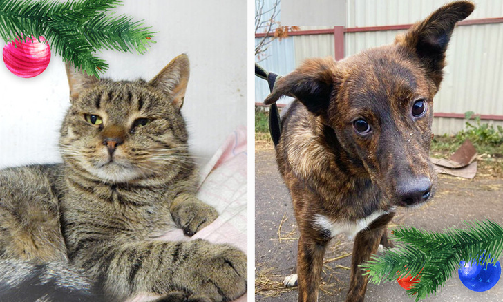 Фото №1 - Новогодний Котопёс: кот Кактус и пёс Тиграш
