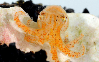 Они так общаются и узнают друг друга: у осьминогов нашли аналог отпечатков пальцев