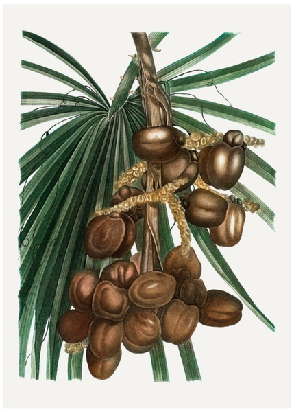 Винтажный постер «Финиковая пальма»