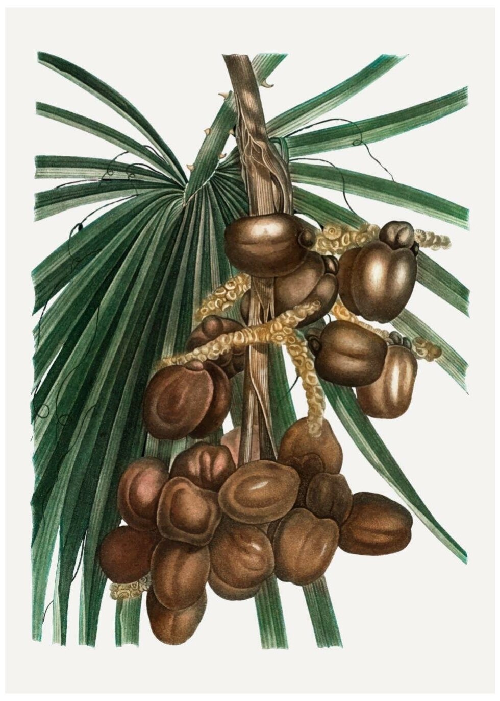 Финиковая пальма: выращивание и трудности