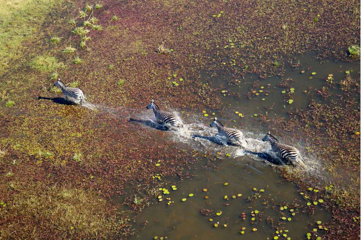 Хватит для всех куликов: 14 самых красивых болот со всего света
