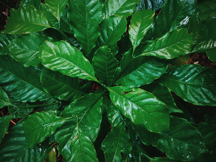 Кофейное дерево сохнут листья. Кофейное дерево засохло. Как растет кофейное дерево. Кофейное дерево засохли листья что делать.