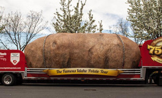 10 важных фактов про картофель