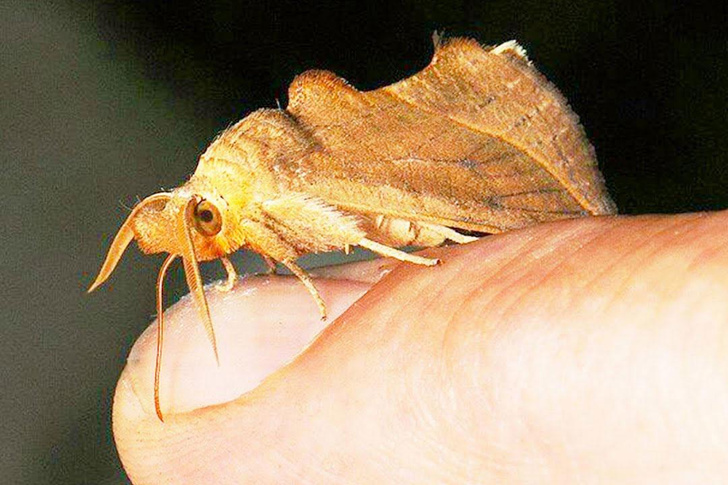 Крылатая дюжина: посмотрите на самых необычных бабочек мира