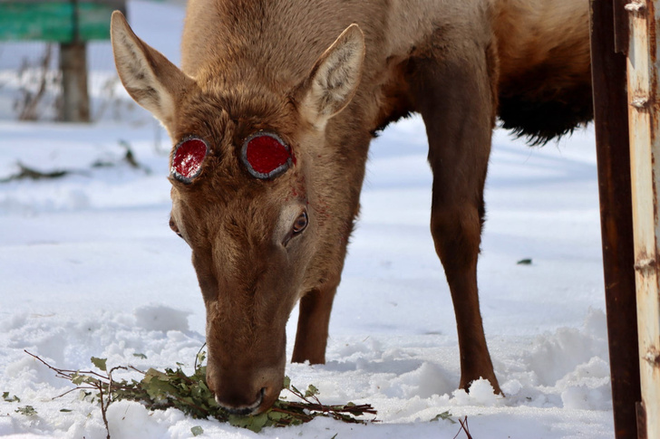 Мартовский рогопад: в Челябинском зоопарке рассказали, как олени переживают потерю «короны»