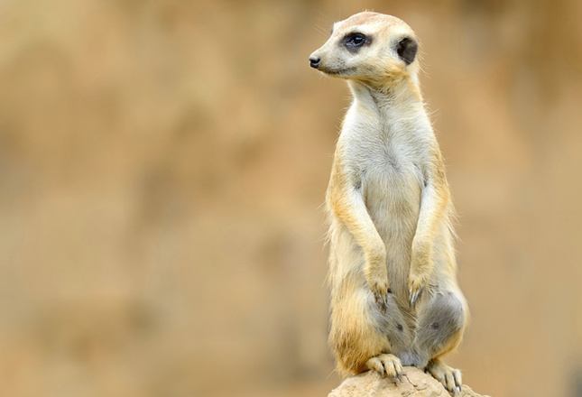 Самые милые животные фото