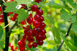 Диетолог Кален назвала ягоду, которая снижает риск возникновения тромбов