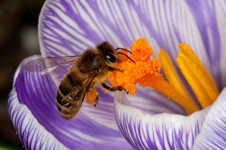 Зачем пчела погибает, когда жалит?