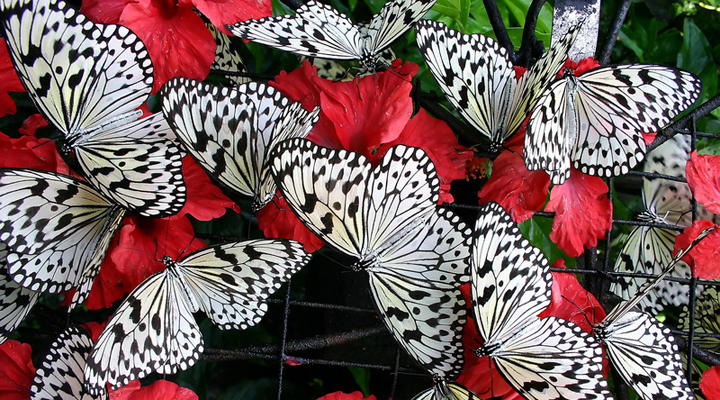 В Перми открылся дом бабочек
