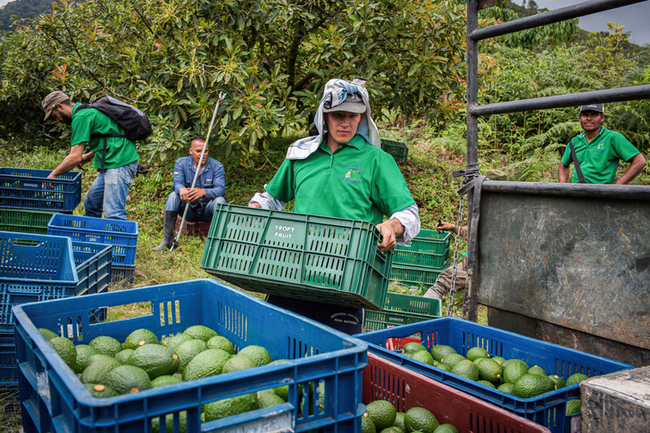 На что способно авокадо? 11 причин купить хаас или эттингер в ближайшем супермаркете