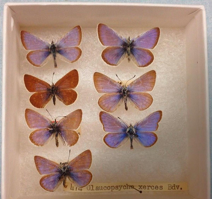 Ускользающая красота: почему вымирают бабочки и что теряет с их уходом наша планета