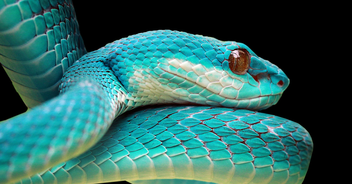 К чему снится кусающая змея женщине замужней. Куфия змея. Голубая змея. Змея голубая с коричневым. Приснилась змея.