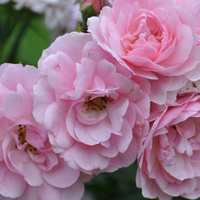 Аватарка Мальвина