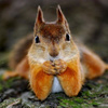 userpic__Squirrel