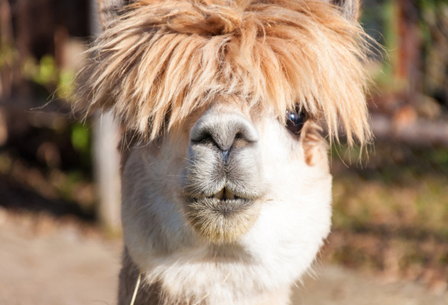 Самые милые животные фото