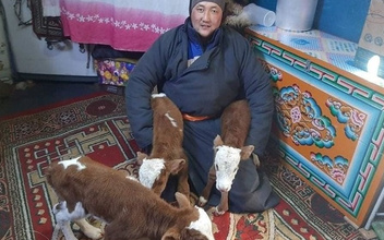 В Монголии у коровы родилась тройня (это редчайший случай)