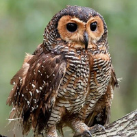 Аватарка Киса