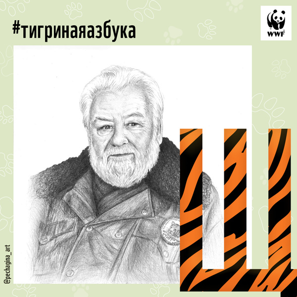 Фото №26 - Тигры от А до Я: WWF России и Woman.ru выпустили карточки об амурском тигре