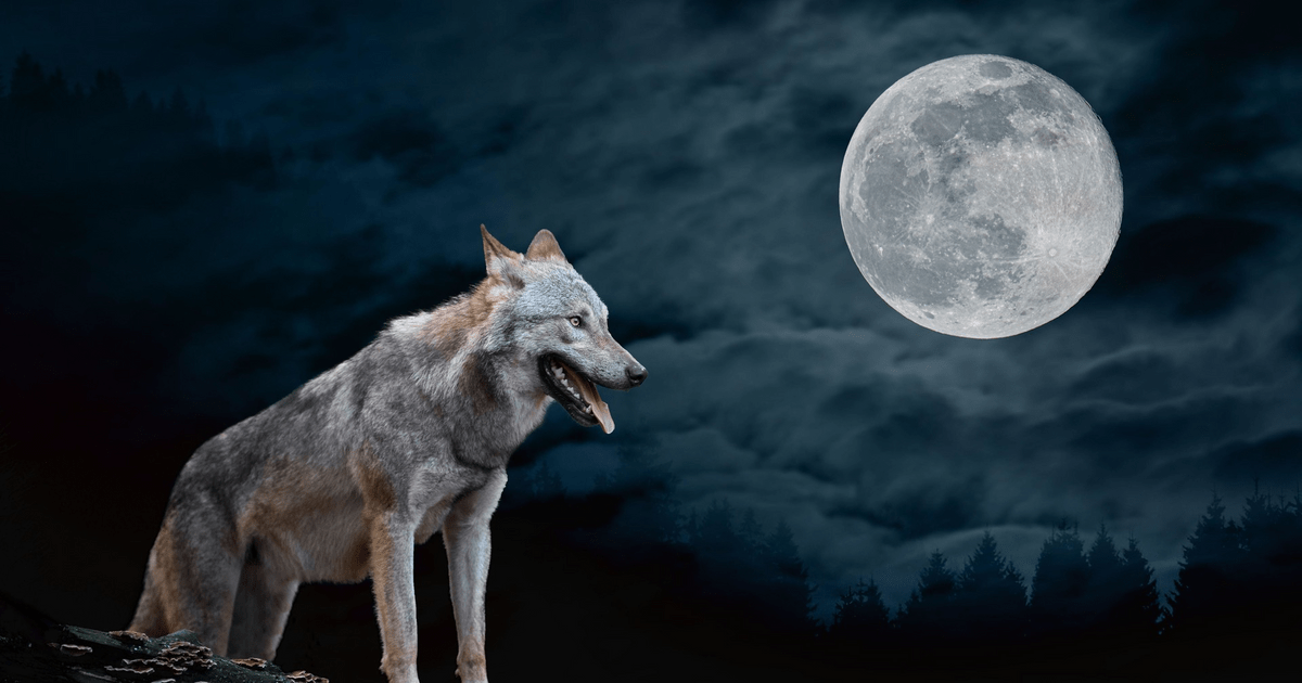 Ночные волки долгопрудный фото