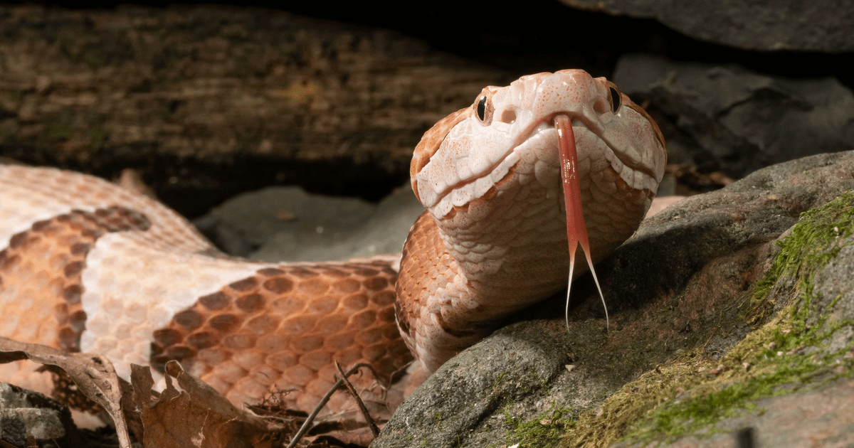 Какие змеи не ядовитые для человека фото и название