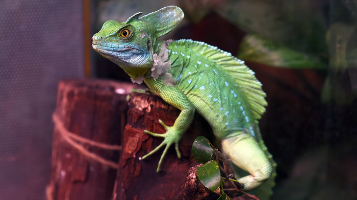 «Удивительный мир рептилий»: познавательные занятия в Крокус Сити Океанариуме