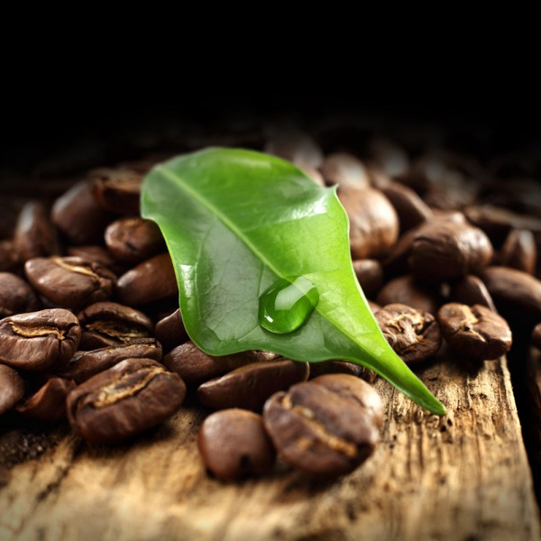 Кофейное дерево: выращивание и уход