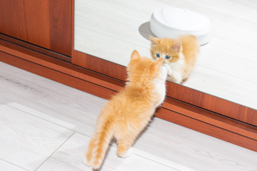 Какой робот-пылесос выбрать и не переплатить | Источник: Legion Media