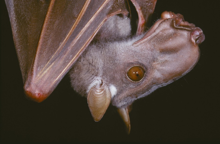 Ужас, летящий на крыльях ночи: 7 самых необычных летучих мышей